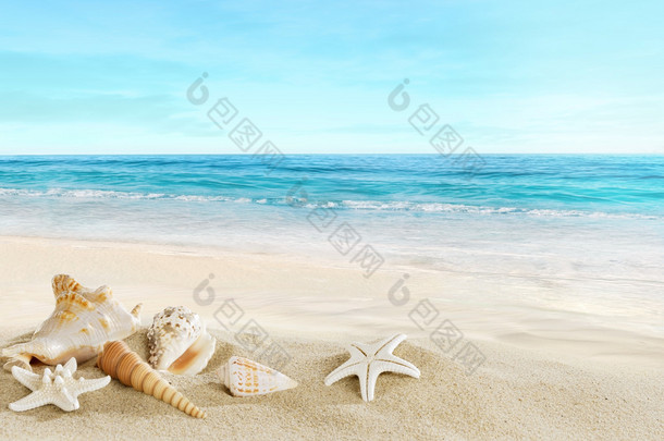 风景与热带海滩上的贝壳