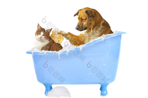 猫洗