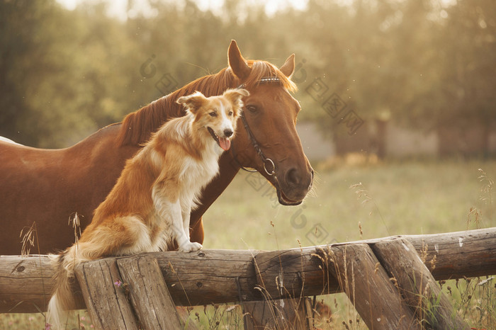 红色边境牧羊犬狗和马