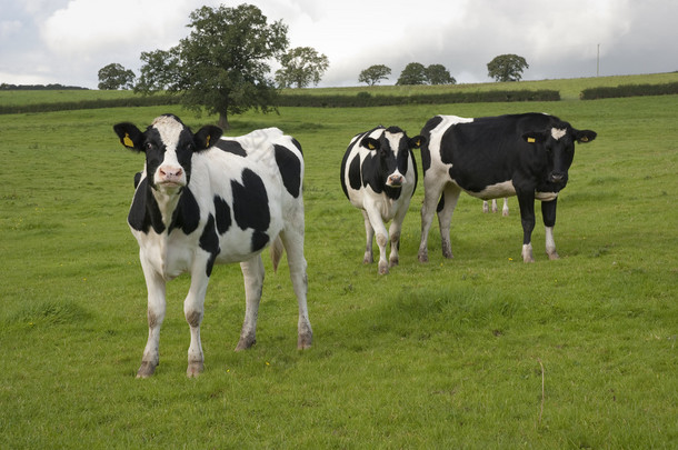 荷斯坦奶牛在牧场英国