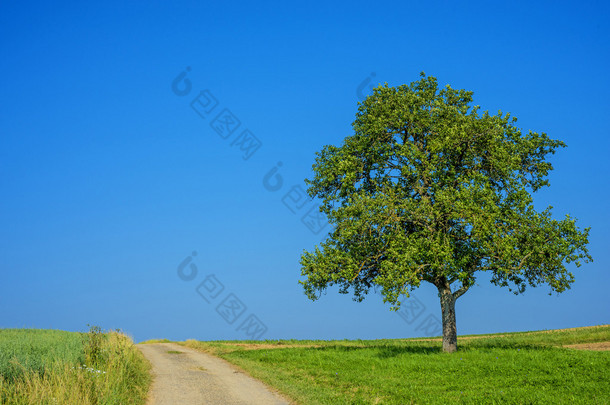 树上一个方式与蔚蓝的天空