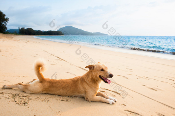 轻松的狗热带海滩