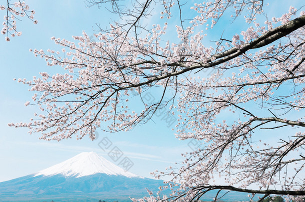与樱花<strong>富士山</strong>