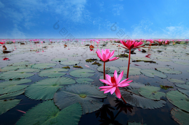 莲花反映在水中