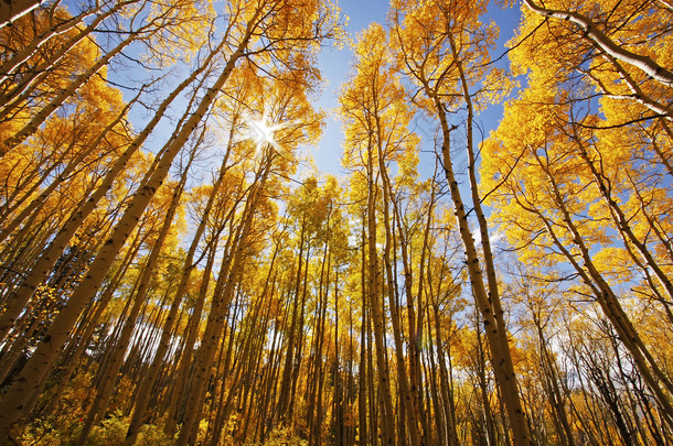 秋天的颜色、 圣胡安国家森林、 科罗拉多州的阿斯彭<strong>树</strong>