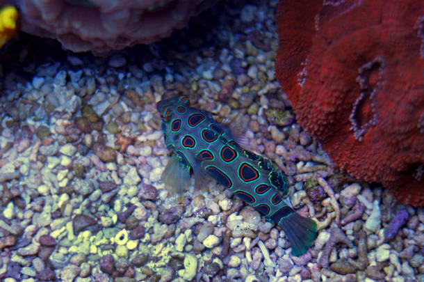 绿色斑点桂鱼 (Synchiropus picturatus)