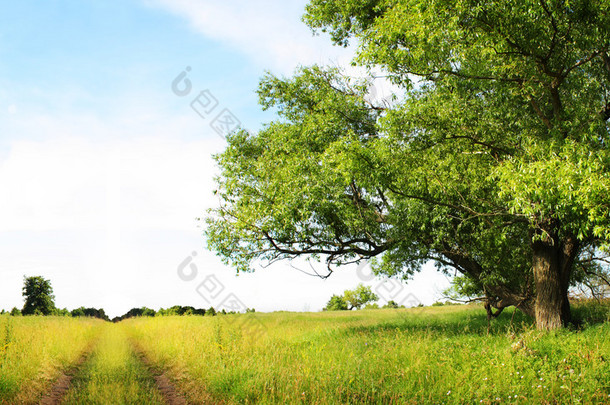 夏天风景与绿草、 路和老树