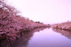 护城河和樱桃花