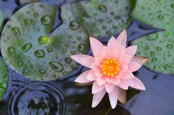 粉红色莲花池塘里