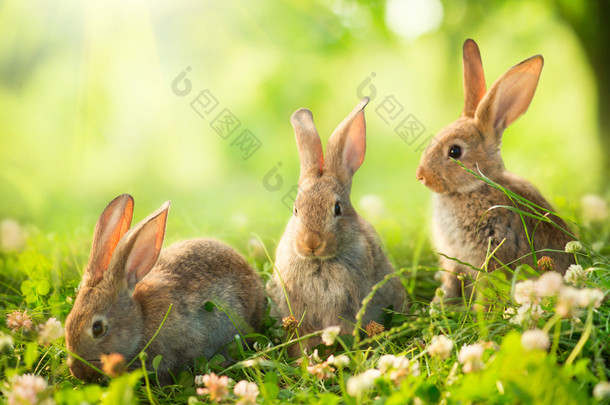 兔。艺术设计的可爱<strong>小</strong>复活节兔子在草地上