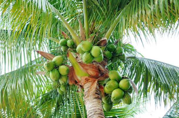 在棕榈树上<strong>的</strong>椰子