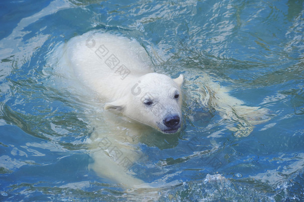 小小白色北极熊在<strong>水中</strong>游泳