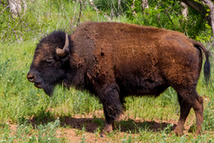 野生西方象征-美洲野牛 （美洲野牛野牛属），也被称为美国的水牛，生活在俄克拉荷马州的范围.