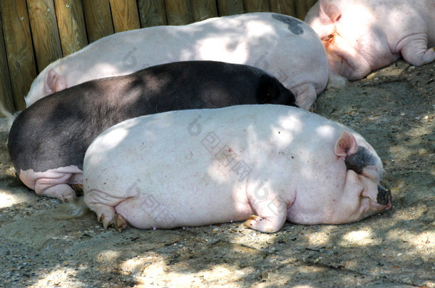 疲惫地躺在泥上的许多重猪