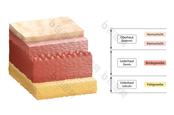 人类的皮肤-<strong>德国</strong>层标签