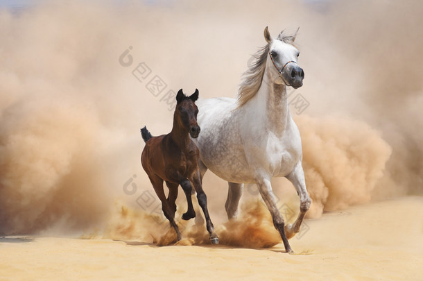 阿拉伯母马和马驹<strong>舞动</strong>的沙漠