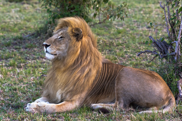 活的狮身人面像。美丽的狮子肯尼亚 马赛马拉