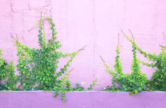 墙上的绿色的爬山虎植物