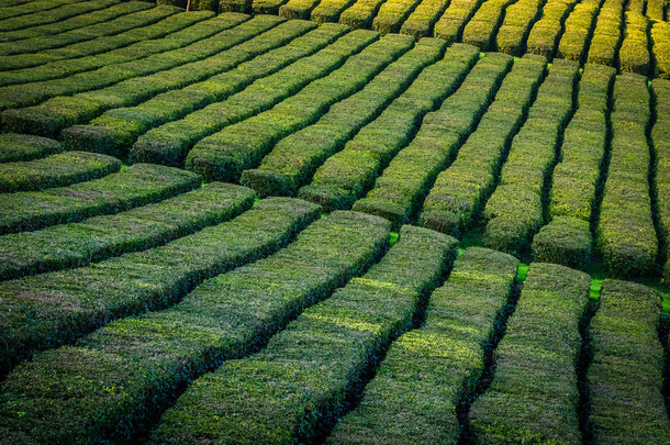 在圣米格尔，亚速尔群岛上的茶叶种植园