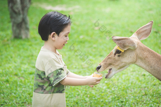 亚洲儿童喂养鹿
