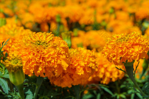 橙色金盏花花
