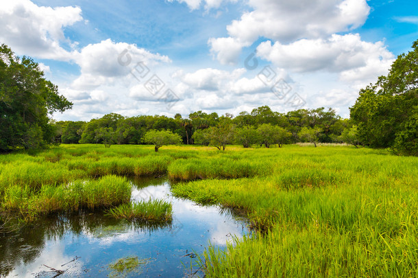 佛罗里达州湿地，自然景观.