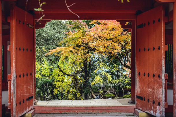 秋天树叶在奈良日本