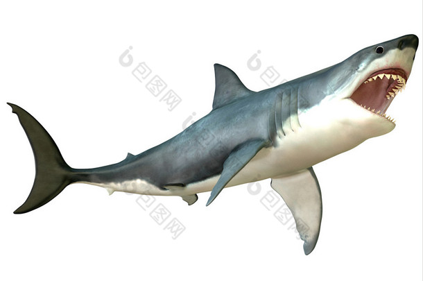 大白鲨的攻击