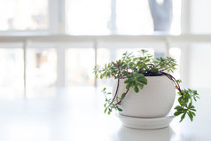 陶瓷煲上桌在背光的绿化家居植物