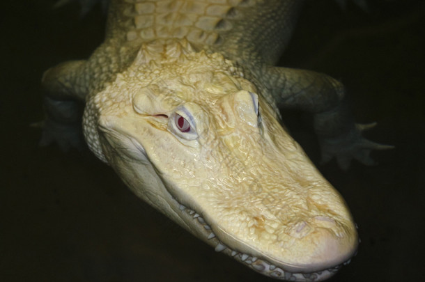 罕见的白化美洲鳄潜伏在晚上