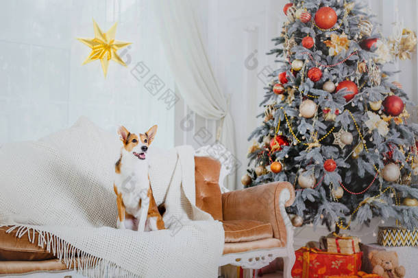 圣诞节背景上的狗。<strong>新年礼物</strong>。圣诞树。寒假