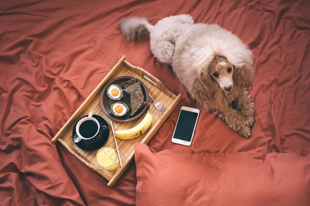狗躺在床上接近健康<strong>的</strong>早餐和智能手机.
