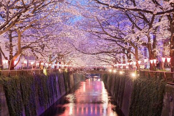 因在东京中目黑点亮东京樱花的樱花盛开