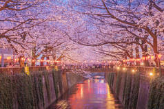 东京樱花的樱花开花
