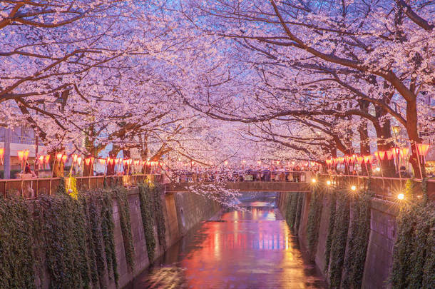 东京樱花的樱花开花