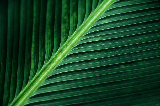 绿色的棕榈叶、 香蕉叶背景的抽象条纹的织构
