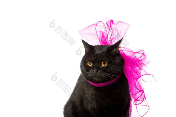 黑色英国短毛猫猫在粉红色节日弓孤立的白色背景 