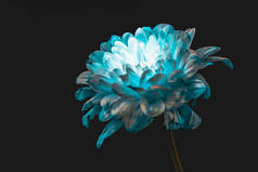 关闭蓝色和白色雏菊, 孤立的黑色