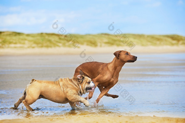 两只狗英国牛头犬和罗得西亚 ridgeback 的狗，在运行