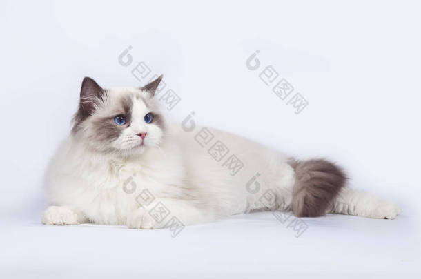 传奇猫 slies 白色背景