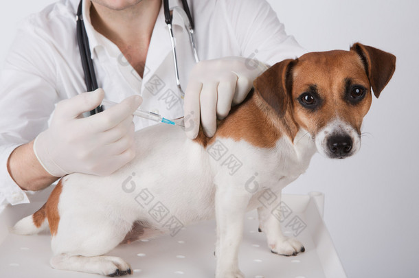 狂犬病疫苗接种