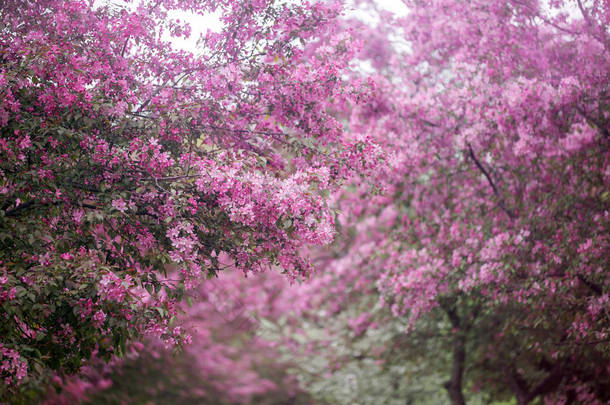 紫色<strong>花朵</strong>大厅海棠背景