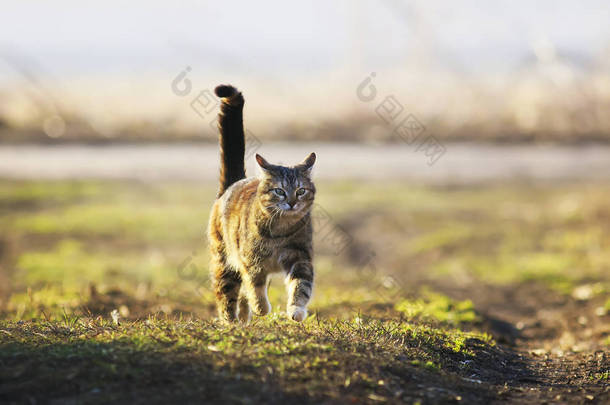 条纹美丽的猫跑在阳光明媚的春路在加