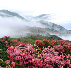 春雾山桃树花