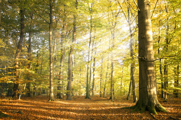 秋天的森林景观与太阳光线和色彩鲜艳的秋叶