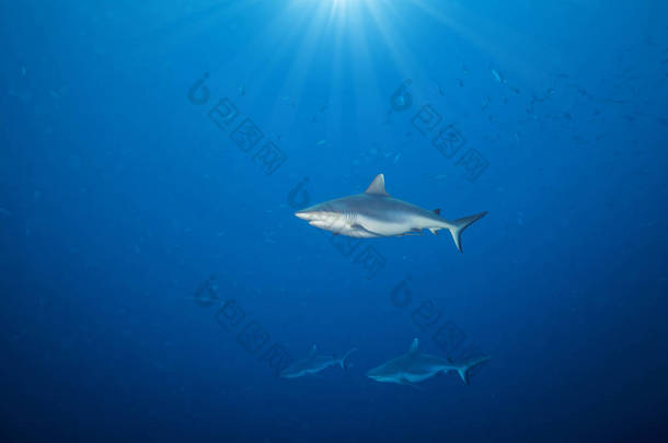 白鳍鲨鲨鱼漂浮在深水里