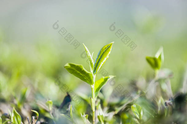 绿茶芽和新鲜的叶子。茶园