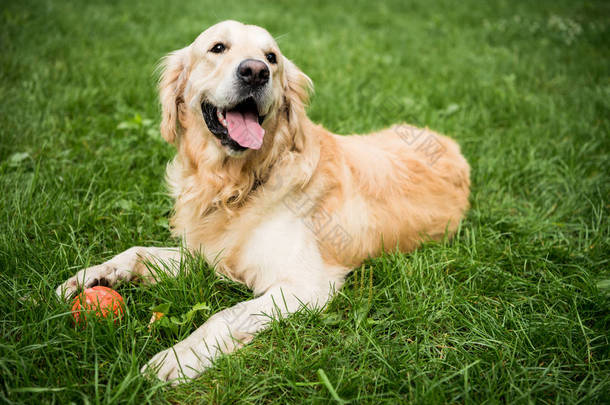 可爱的金毛猎犬狗躺在公园的绿色草坪上