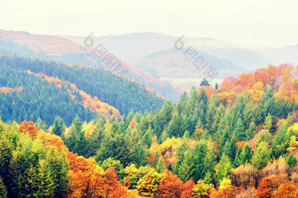 彩色的秋天树木秋季景观