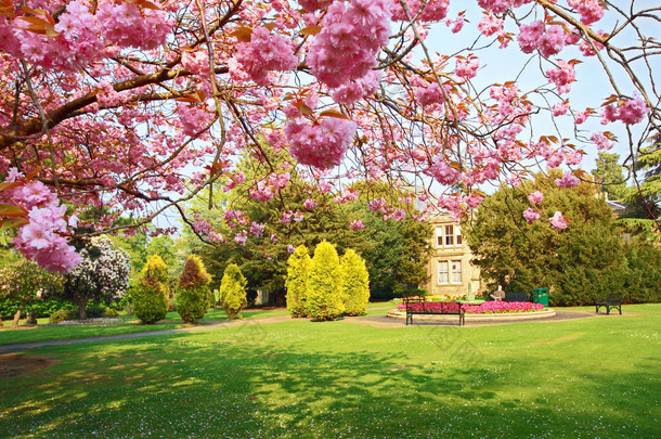 盛开在公园里的粉色樱桃树